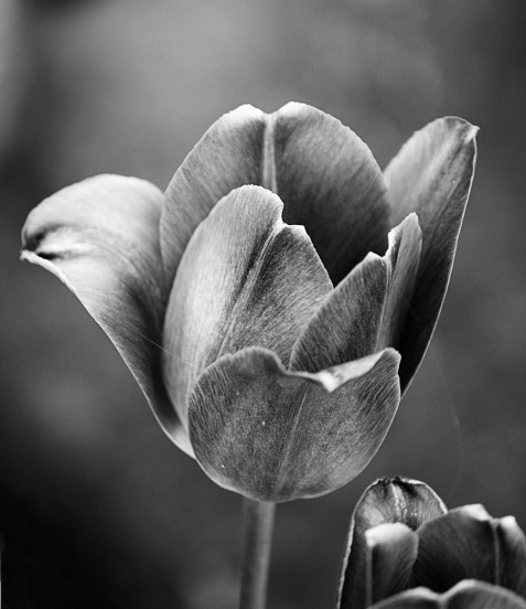black_and_white_tulip_by_loeschaw