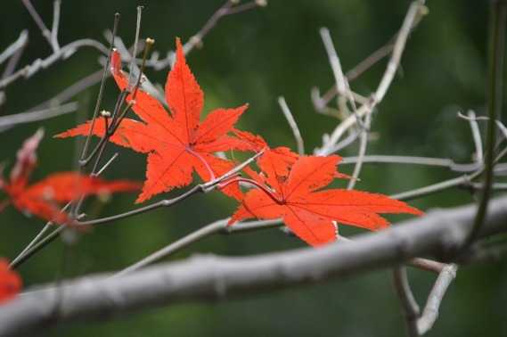 autumn-leaves-696350_960_720.jpg