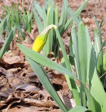 bowed daffodil