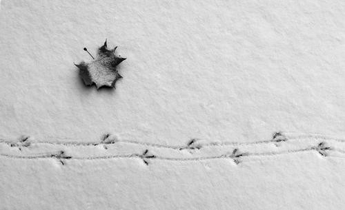 bird footprints in snow buds haiku